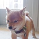 발목양말도 짝짝이로 신고 쌍까플도 생기다 만넘이 오디서 곤방지게 ... 이미지