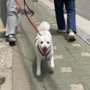 수수펫살롱 이미지