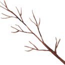 유구초밥