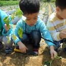 즐거운 영어시간 & 고구마 모종 심기 이미지