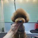 일산그루밍캐나다 이미지