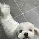 사개절 펫살롱 이미지