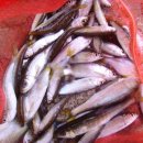 풀빛둥지펜션 이미지