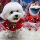 예쁜 애견 미용 이미지