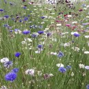 보화다원 이미지