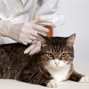 어니스트 동물병원 이미지