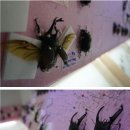 여주곤충박물관 이미지