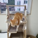 동윤농장 | 고양이 눈 깜빡거림, 눈 탁해짐 현상 / 포도막염 / 병원비