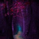 나무랑숲 이미지