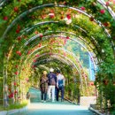 장미의거리7 이미지