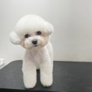 펫밀리쌀롱 이미지