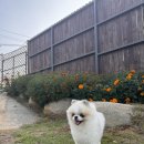 댕그라운드 이미지