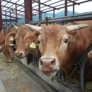 청일목장 이미지