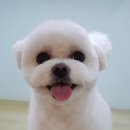워너독 이미지