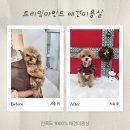 두유네 애견미용실 이미지