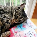 펫쓰리엘 이미지