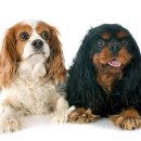 24시 더케어 동물의료센터 이미지