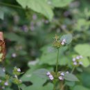 층층이꽃 Clinopodium chinense var. parviflorum (Kudô) H. Hara 이미지