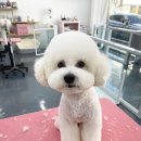 쁘리에숑 이미지