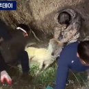 C.T.종합동물병원 이미지