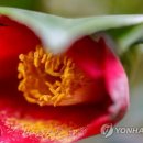 연합뉴스 95.9K 팔로워 남녘 섬에 피어난 붉디붉은 동백…떨어진 꽃봉오리까지 운치 이미지