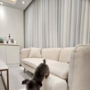 견공간샵 이미지