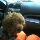 똥꼬발랄 이미지