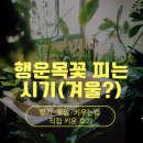 [감성손글씨] 글씨로 감성을 자극하는 수채 캘리그라피 | 행운목꽃 피는 시기(겨울?)｜향기·꽃말·키우는법 + 직접 키운 후기