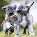 강아지 공화국 이미지