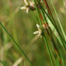 올챙이고랭이 Schoenoplectiella juncoides (Roxb.) Lye 이미지