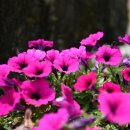 참좋은 황토펜션 이미지