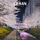 2020 태화강 빛 축제 | 울산 벚꽃명소 가볼만한곳 무거천 궁거랑 벚꽃축제 실시간 방문후기