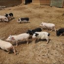 쑈 멀티방 이미지