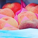 김성섭 농장 이미지