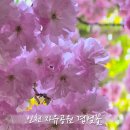 햇살공원 배드민턴장 | 지금 가도 될까? 2026 인천 자유공원 겹벚꽃 개화현황 4월 24일 후기