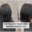반포미용실에서 단발펌 받고 온 후기 강아지동반미용실 순수 반포실버점