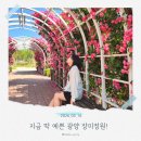 광양중마유치원 | 광양 장미명소 추천｜중동근린공원 장미정원 만개 후기