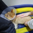 대구용산우리센터 | 대구 고양이미용 밀꼬냥 태어나서 처음 목욕한 후기 (내돈내산)