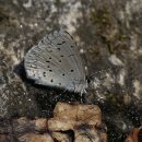 나비야 청산가자 이미지