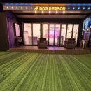 여수 도그펄슨 애견수영장펜션 이미지