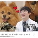 [공지] 강아지 흉벽종양 투병 2년 차가 된 토토❤️ 항암치료 후기 유튜브 촬영 했어요