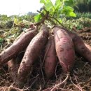 페티즈(petis) 이미지