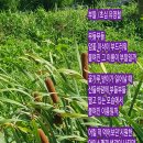 부들공원 이미지