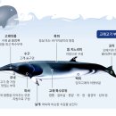 고래젓갈 이미지