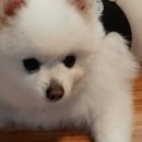 소고배 이미지