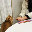 네코스토리 (서울 본점) 고양이 무료 분양 | 고양이 무료 분양 유기묘분양센터