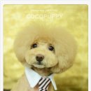 코코애견샵 이미지