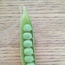 콩이야기 이미지