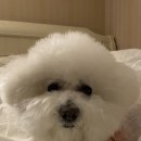 파리봉강아지미용실 이미지