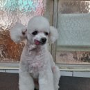 달이네 애견미용실 이미지